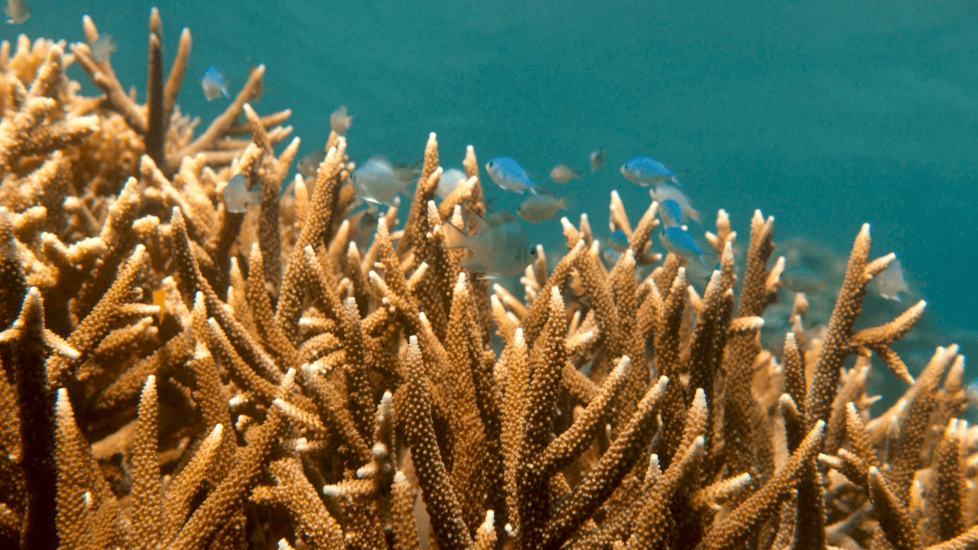 GREATBARRIERREEF_DIVE_IN_STILL1